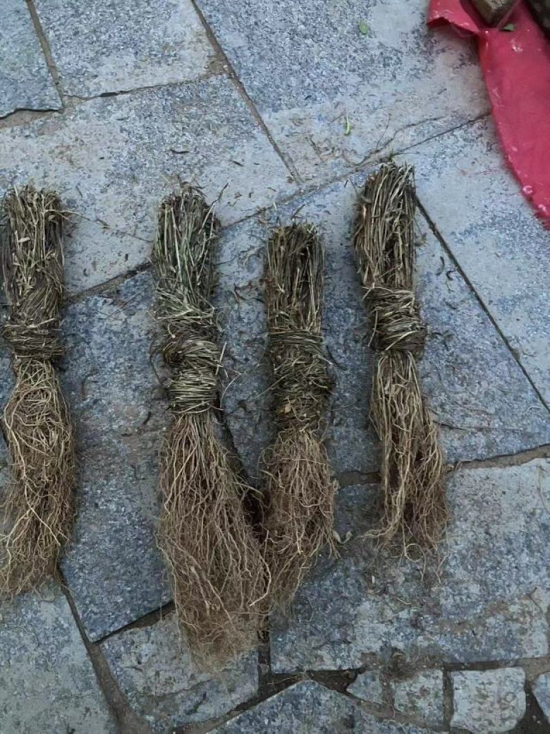 ️药徐长卿把苗批发零售基地源头厂家保质保量