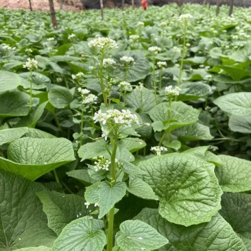 特色香料野菜野果新鲜发货价格优美