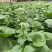 特色香料野菜野果新鲜发货价格优美