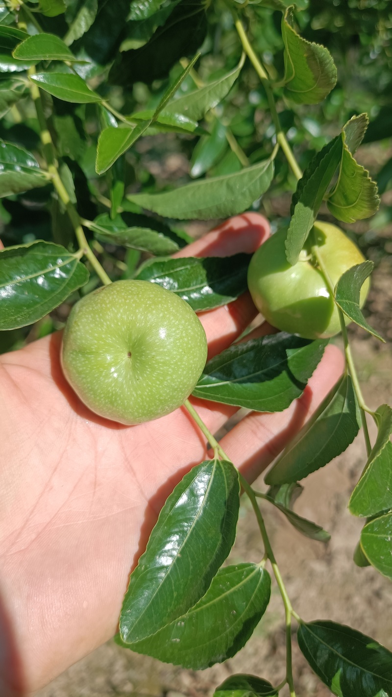 潘枣树苗