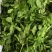 特色香料野菜野果新鲜发货价格优美