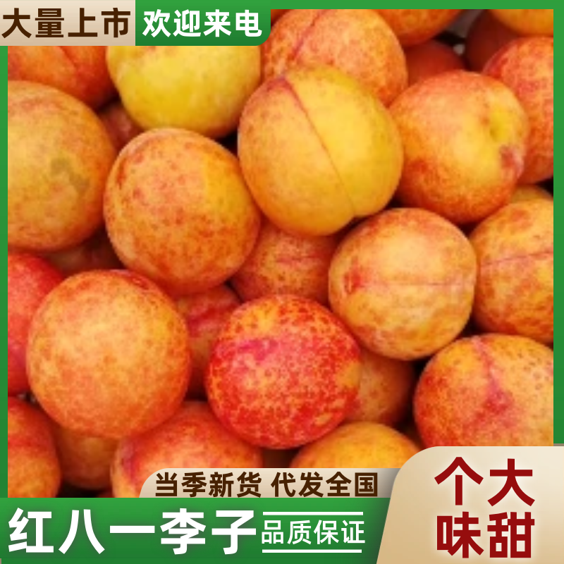 【红八一李子】精品果园直供，果型好，糖度高，对接电商市场