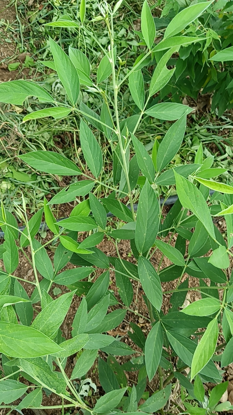 木豆叶粉云南红河大基地合作社种植***