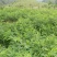 木豆叶粉云南红河大基地合作社种植***