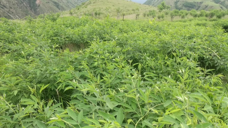 木豆叶粉云南红河大基地合作社种植***