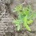 木豆叶粉云南红河大基地合作社种植***