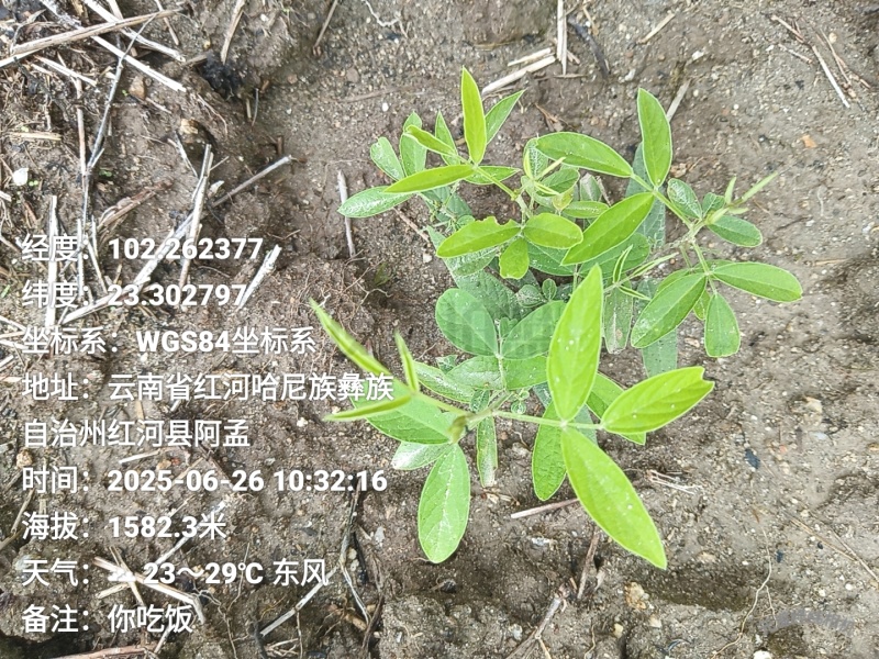 木豆叶粉云南红河大基地合作社种植***