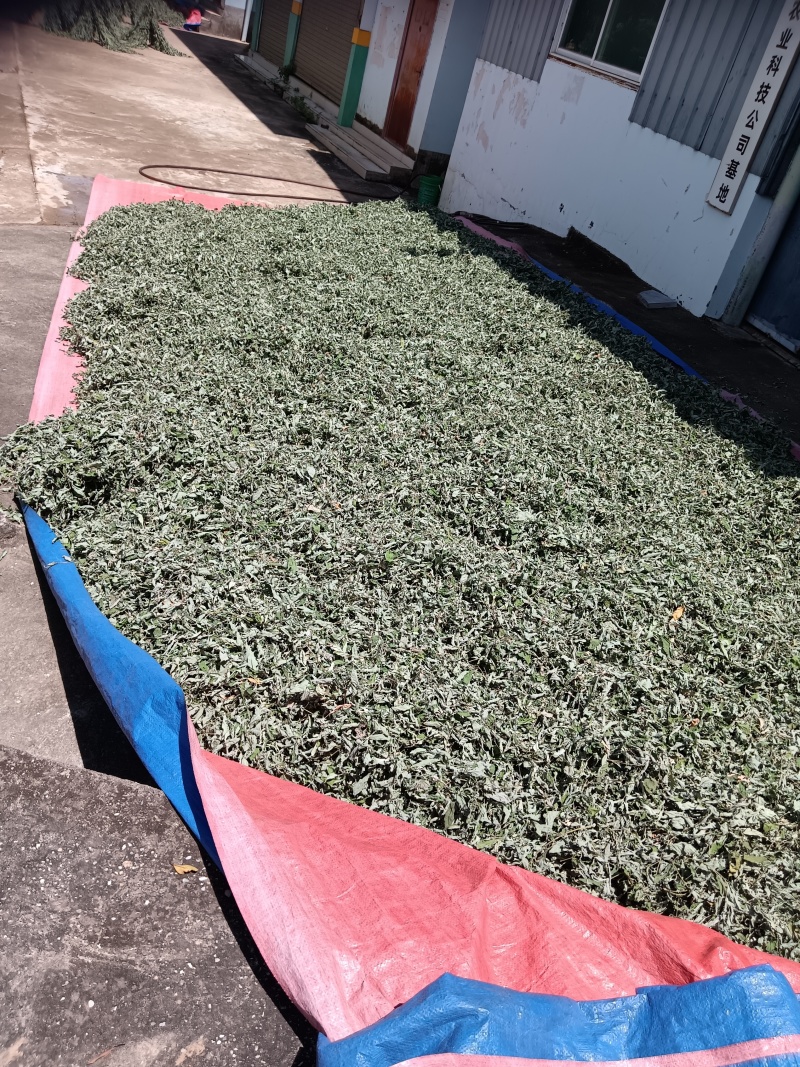 木豆叶粉云南红河大基地合作社种植***