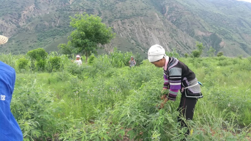 木豆叶粉云南红河大基地合作社种植***