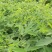 木豆叶粉云南红河大基地合作社种植***