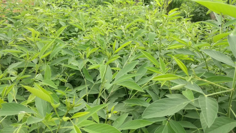 木豆叶粉云南红河大基地合作社种植***