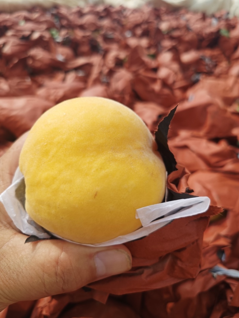 【实力供货】湖北锦绣黄桃精品黄桃现摘现发量大从优