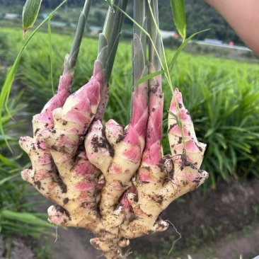 贵州惠水仔姜水洗新鲜生姜批发