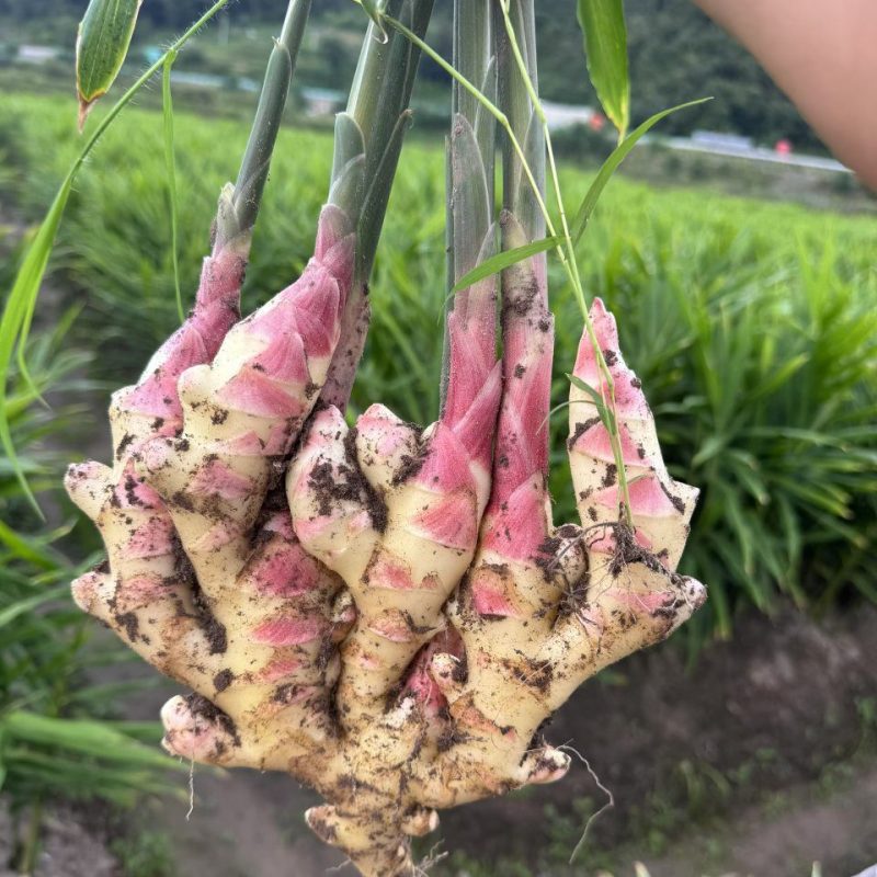 贵州惠水仔姜水洗新鲜生姜批发