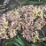 贵州惠水仔姜水洗新鲜生姜批发