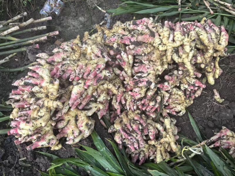 贵州惠水仔姜水洗新鲜生姜批发
