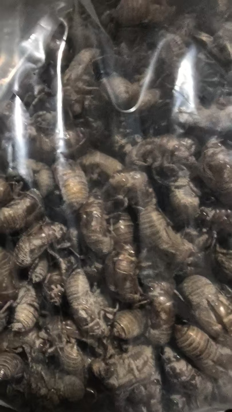 知了皮新货
