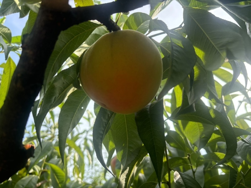 黄桃