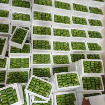 批发价头茬新鲜软枣，猕猴桃，支持一件代发团购渠道