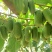 批发价头茬新鲜软枣，猕猴桃，支持一件代发团购渠道