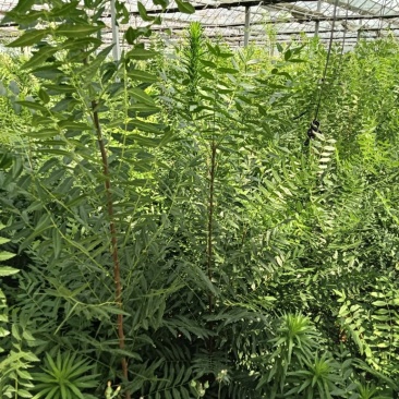 包技术文冠果长期有货订多包送