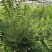 包技术文冠果长期有货订多包送