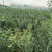 包技术文冠果长期有货订多包送