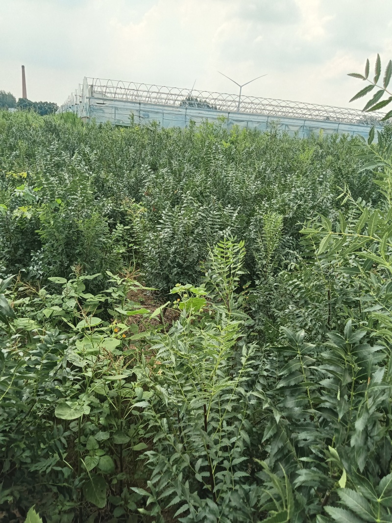 包技术文冠果长期有货订多包送