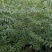 包技术文冠果长期有货订多包送