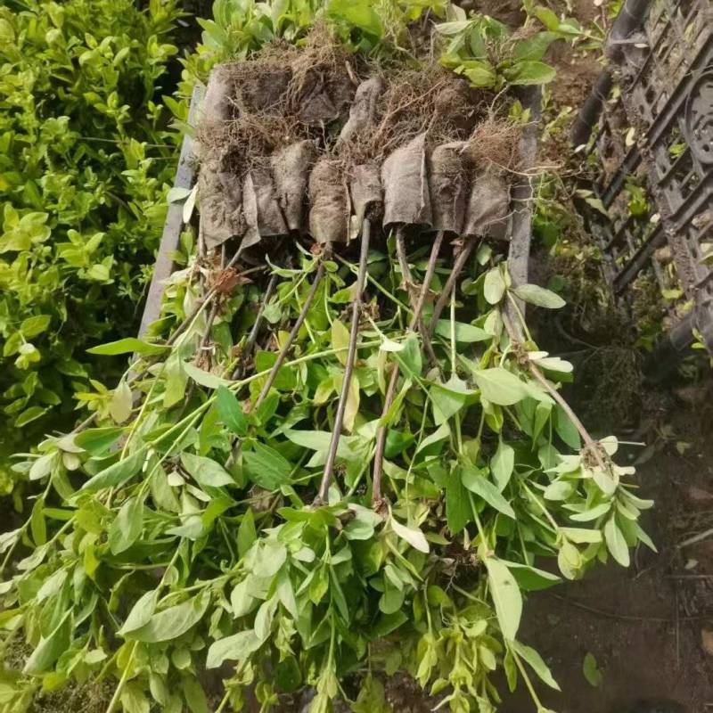 金银花营养杯苗，百花一号金银花