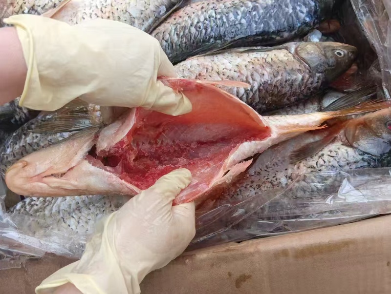 三去鲤鱼