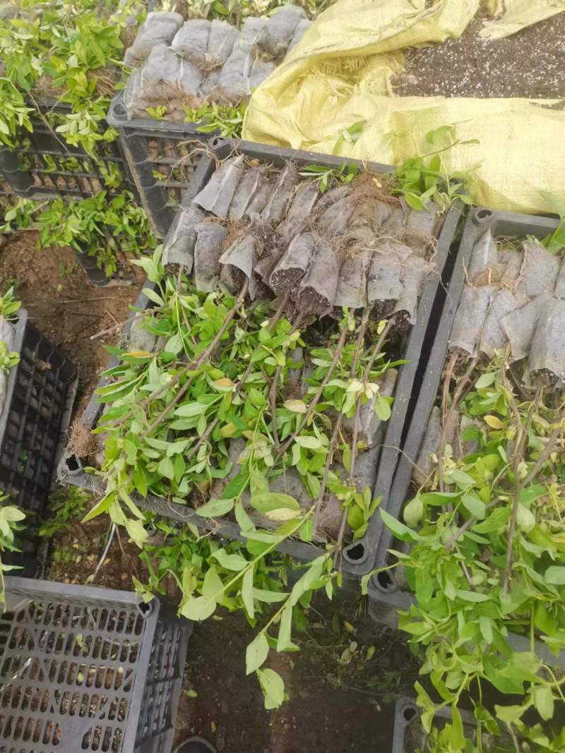 金银花营养杯苗，百花一号金银花