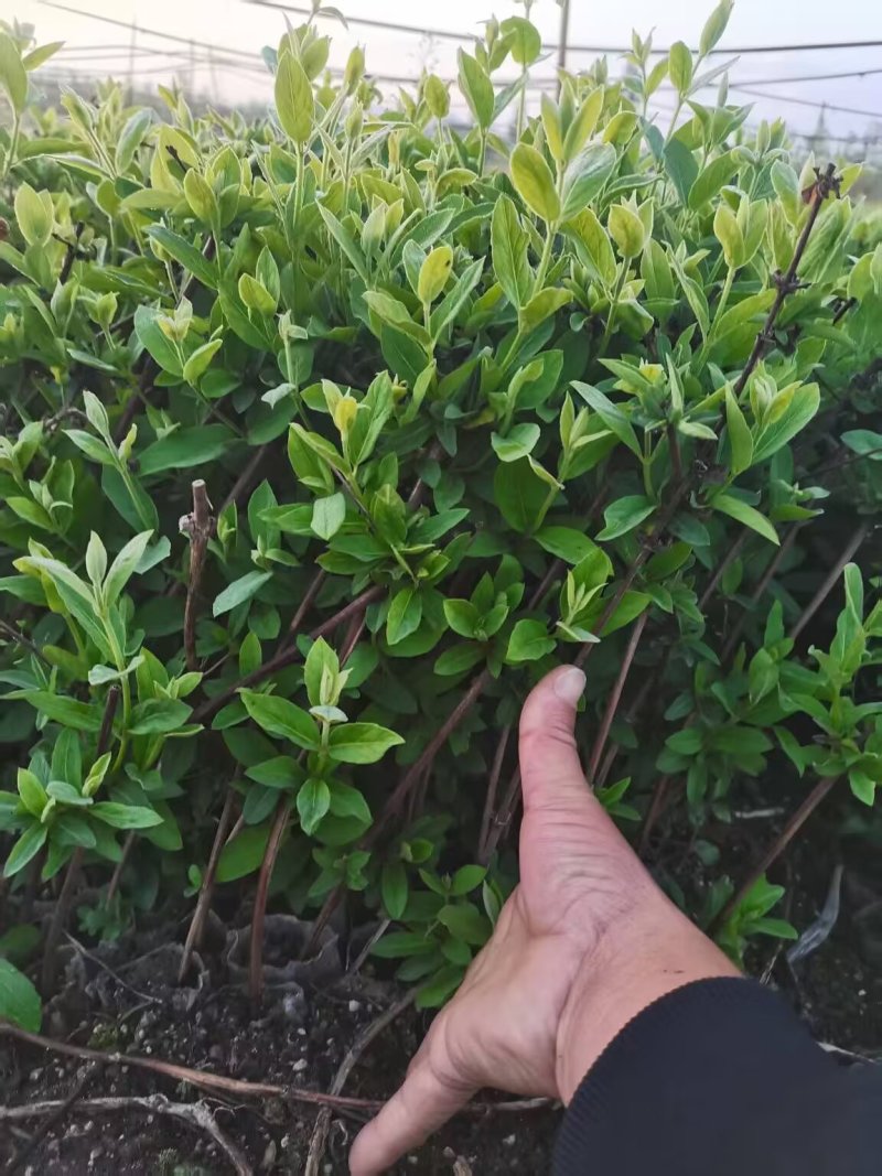 金银花营养杯苗，百花一号金银花