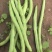 四季豆，架豆，绿豆角