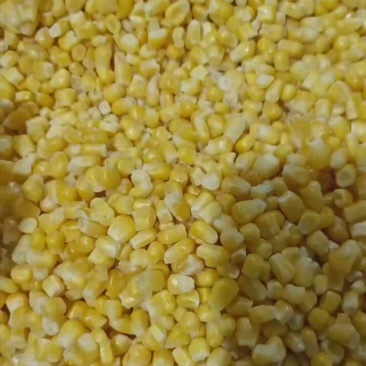 水果玉米粒903冻粒
