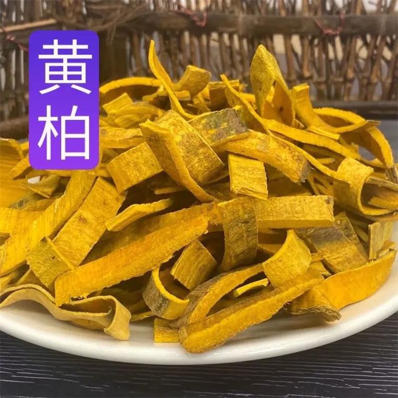 黄柏苗川黄柏苗厚皮大叶