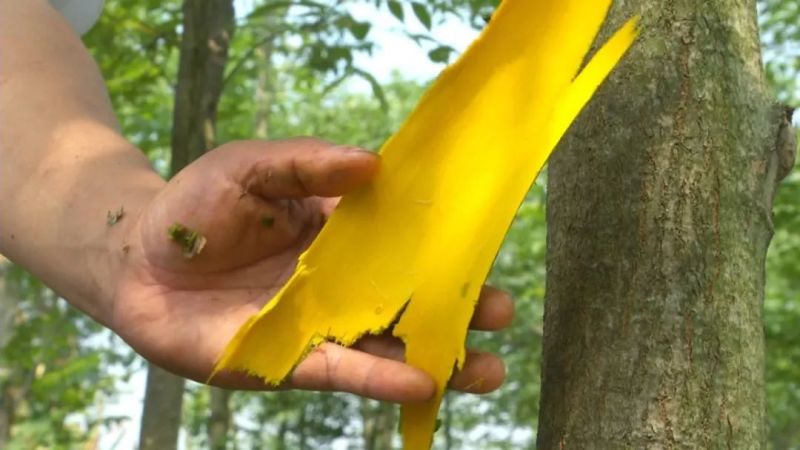 黄柏苗川黄柏苗厚皮大叶