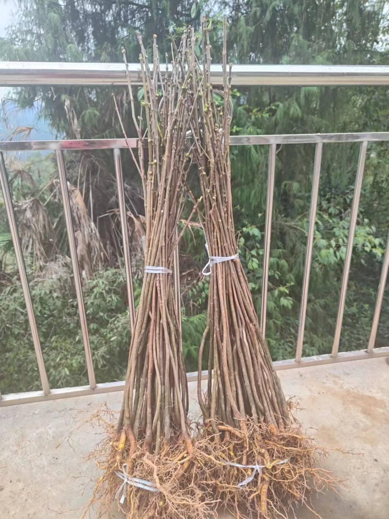 黄柏苗川黄柏苗厚皮大叶