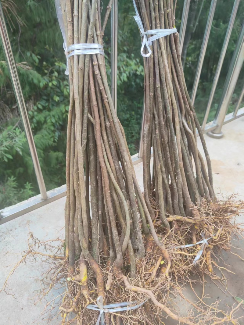 黄柏苗川黄柏苗厚皮大叶