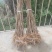 黄柏苗川黄柏苗厚皮大叶