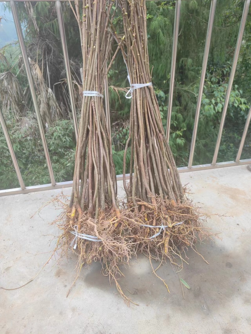 黄柏苗川黄柏苗厚皮大叶