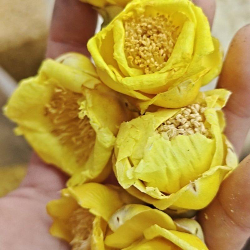 金花茶