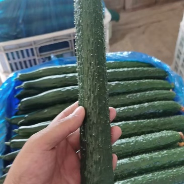 密刺黄瓜