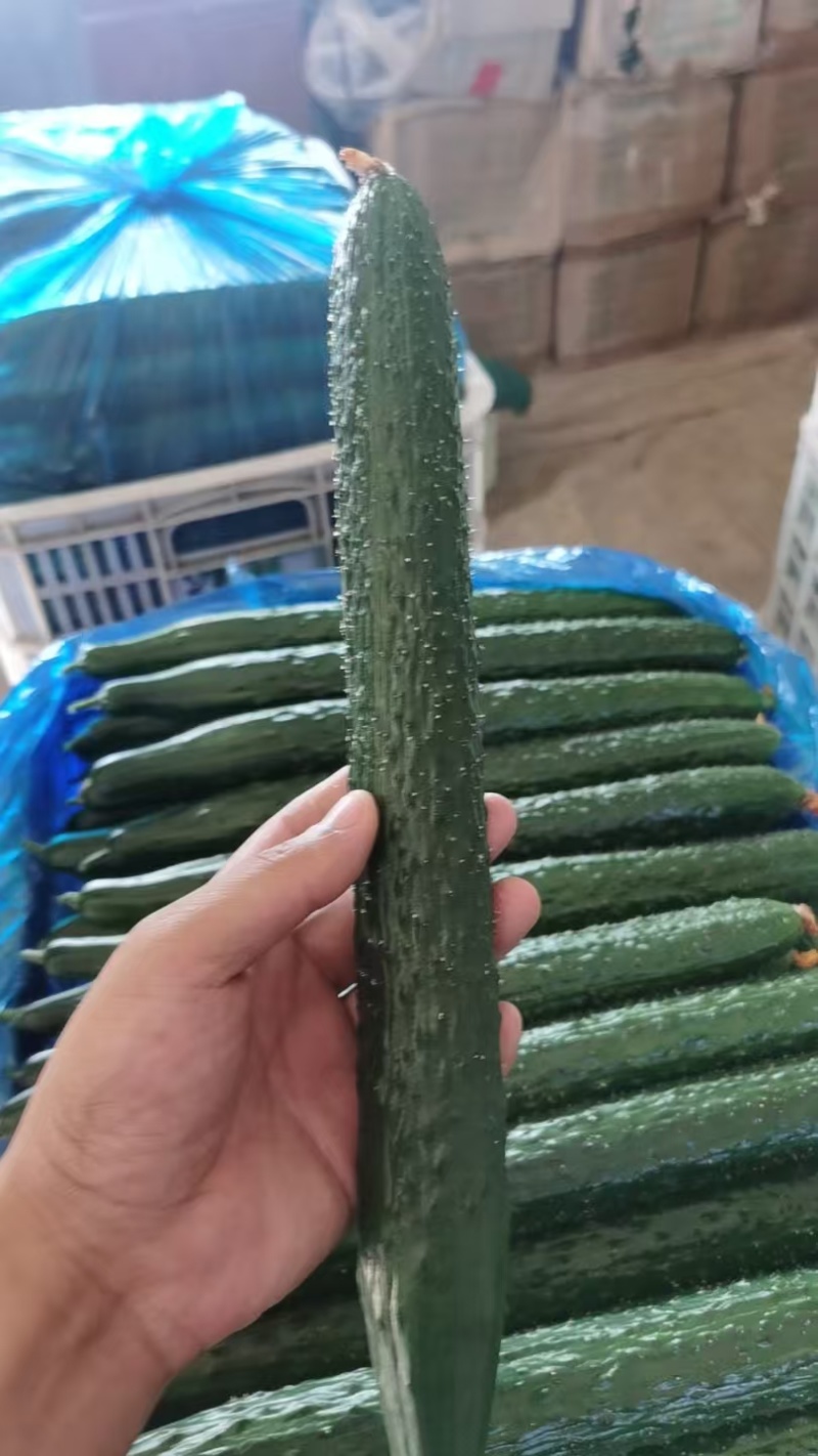 密刺黄瓜