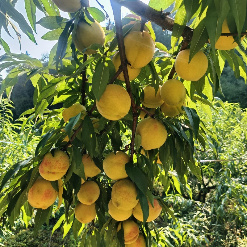 黄桃