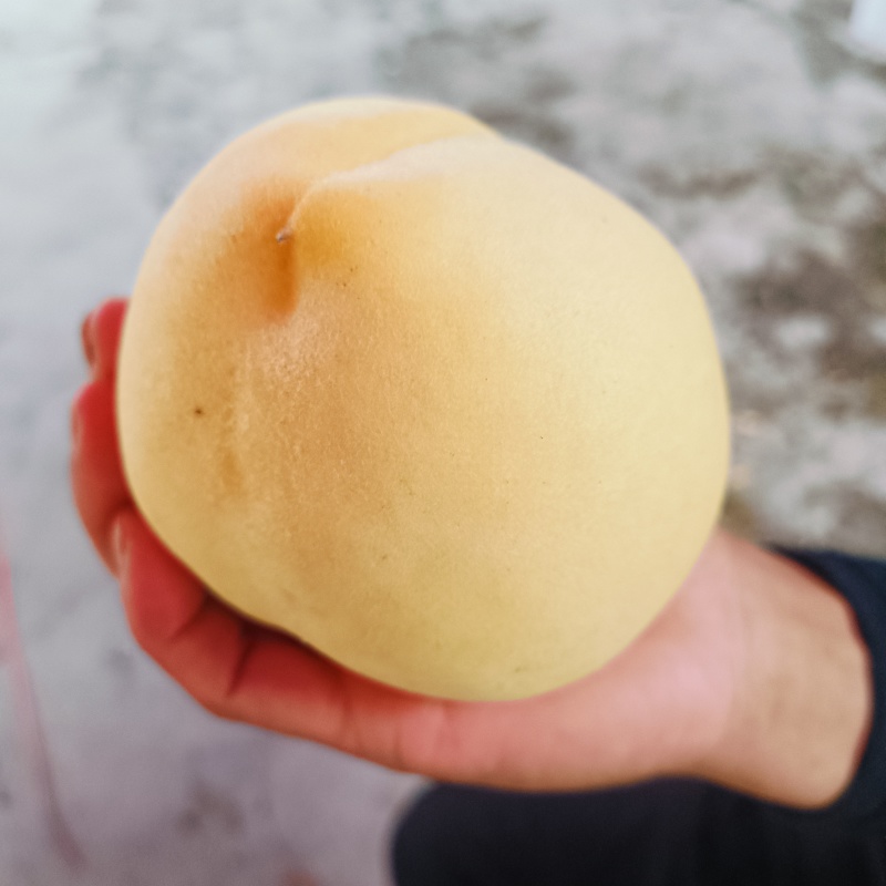 黄桃