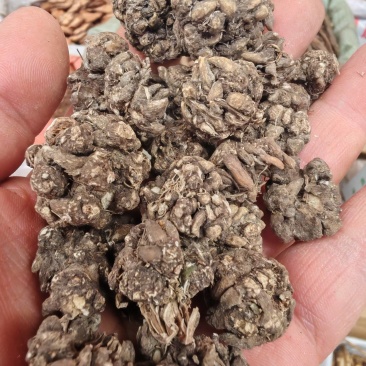 猫爪草猫爪草干货猫爪草大货批发