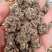 猫爪草猫爪草干货猫爪草大货批发