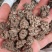 猫爪草猫爪草干货猫爪草大货批发