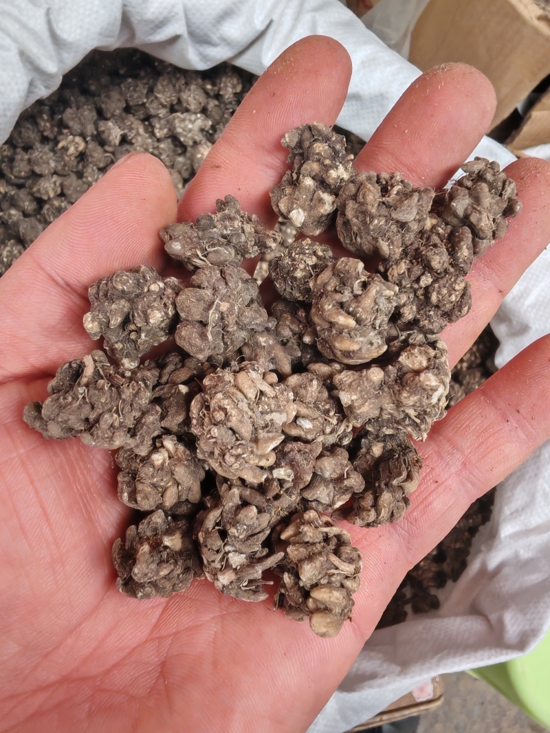 猫爪草猫爪草干货猫爪草大货批发